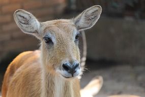 brown deer close up