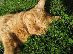 red cat is sleeping on the grass