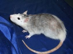 domestic rat on the blue background