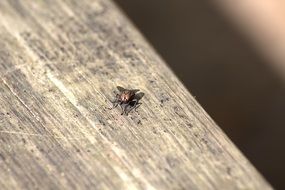 insect on a wooden board