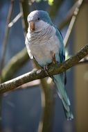 little parrot sits on a branch