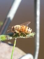 bee on the inflorescence of a plant