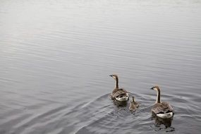 ducks swim in the pond in the wild