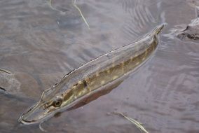 long pike in the water