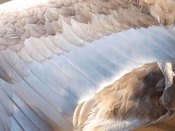 Feathers of Swan Wing