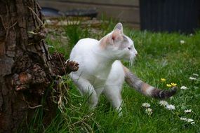 Picture of the cute cat on a grass