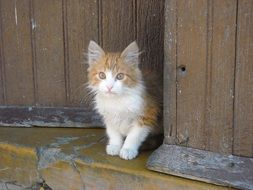 enchanting Feline Kitten