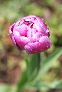 pink peony in drops of water