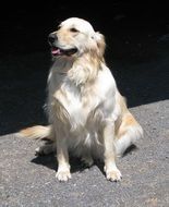 white domestic dog near the black wall
