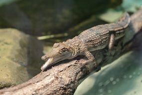 baby crocodile on a log