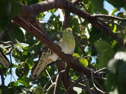 Green Dove on branch, bottom view