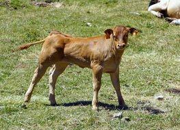 calf in the pasture on a sunny day