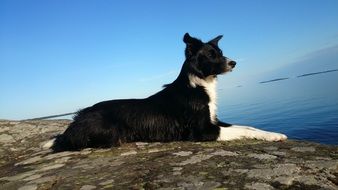 border collie lying on a rock