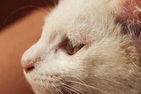 beautiful and cute White Cat