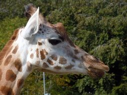 Giraffe on the safari in profile