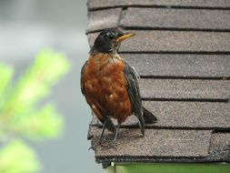 Young Robin