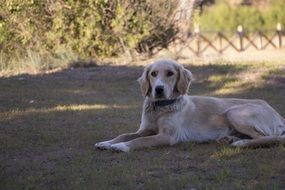 resting friendly dog
