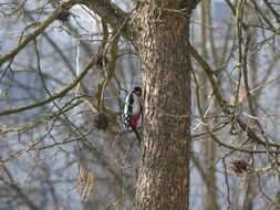 spotted woodpecker on a tree trunk