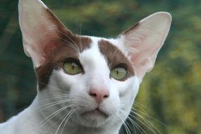 head of oriental shorthair cat close-up