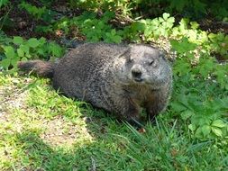 gray ground hog in the wild