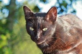 Black cat's face on a blurred background