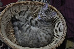 Kitten in Basket