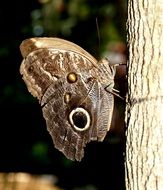 brown Owl Butterfly on tree bark