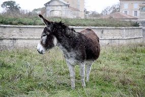 Horsehair Donkey