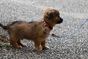 puppy on a leash on the street