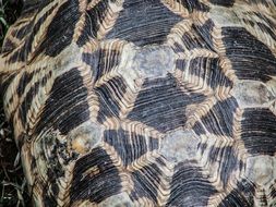 shell of a tropical turtle close-up