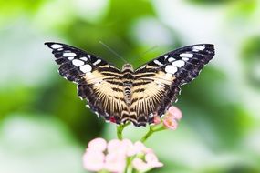 butterfly on a flower on blur green background