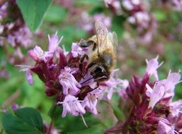 Bee on Thyme blossoms