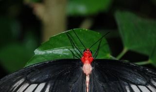 Red Head Butterfly