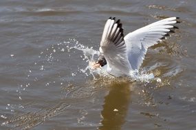 seagull with its prey