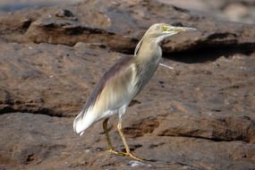 Indian pond heron in wildlife