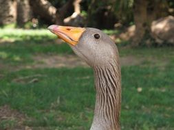 beautiful and cute Duck Waterfowl Animal