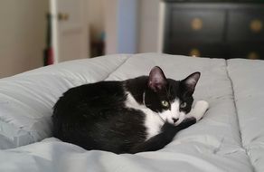 Cute kitty in white and black color relax on the bed