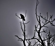 Raven Blackbird