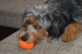 Hybrid Dogs Dachshund and Yorkshire