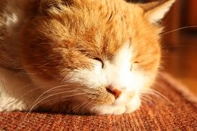 dozing sweet red and white cat