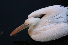 Pink pelican in the wildlife