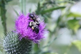 pretty and cute Honeybee on Flower