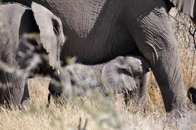 the elephant and the little elephants
