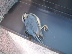 Dead small Bird
