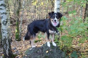 Australian Shepherd stands on a rock