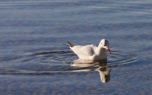 enchanting Seagull Nature