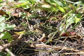 delightful Frog on ground