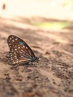 butterfly sitting on the ground