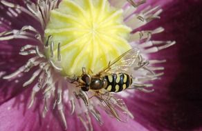 Hoverfly on a purple flower