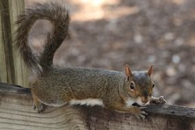 stunningly beautiful Squirrell